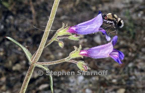 bee fly penstemon 1 graphic